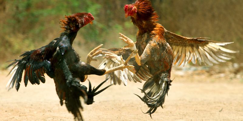 online-cockfighting-What