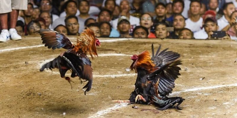 online-cockfighting-Safety 