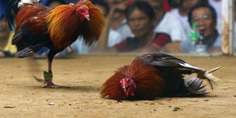 online-cockfighting-Tips 