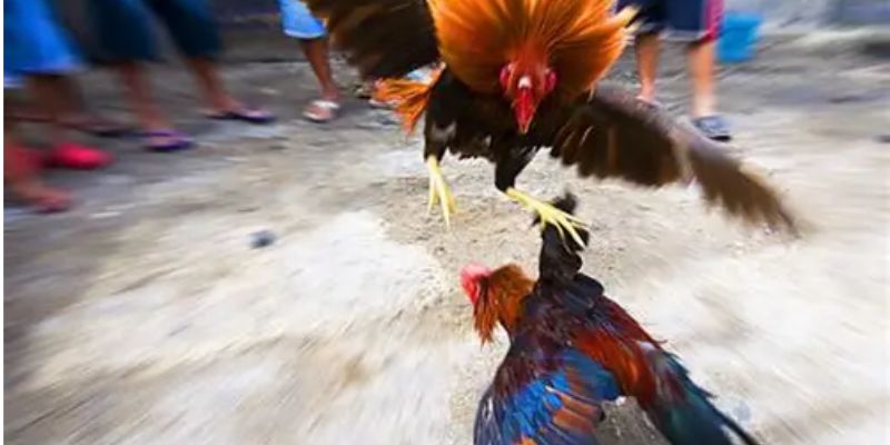 online-cockfighting